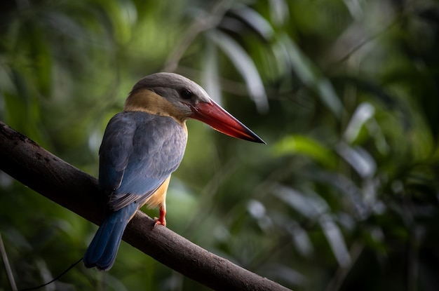 Ooievaarsbekijsvogel op de takboom