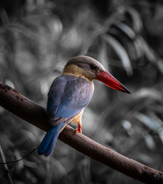 Ooievaarsbekijsvogel op de takboom