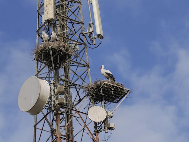 Ooievaarsnest geïnstalleerd op een telecommunicatie-antennetoren