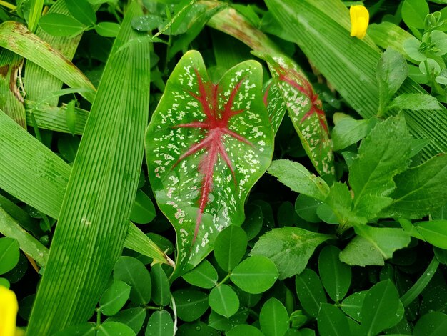 Oor olifant plant in de tuin Hoge kwaliteit foto achtergrond schoonheid