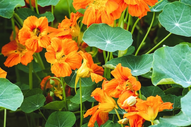 Oost-Indische kers bloeiend in de tuin Tropaeolum majus groeiend in bloembed