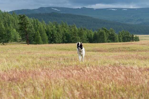 Oost-Siberische Laika loopt langs de bloeiende steppe in het Altai-gebergte