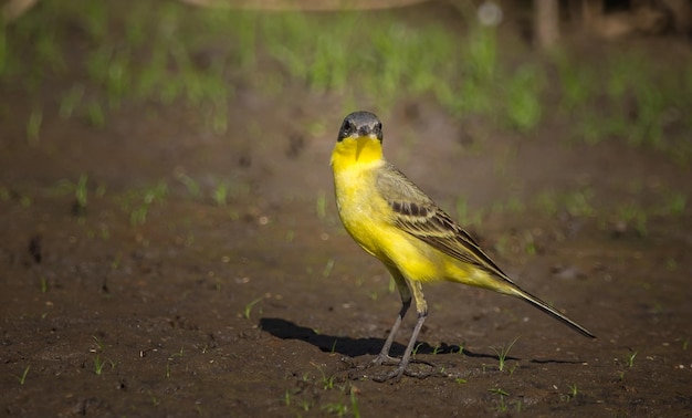 Oostelijke gele kwikstaart Motacilla flava Lopend op de grond