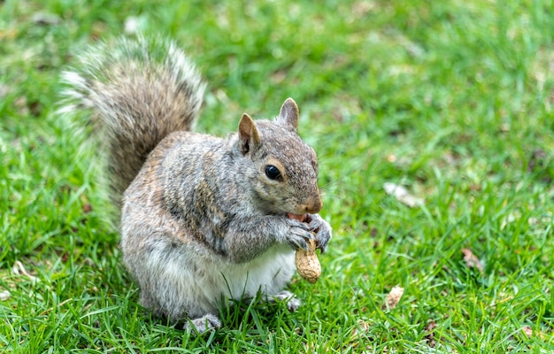 Oostelijke grijze eekhoorn, Sciurus carolinensis in Montreal - Quebec, Canada