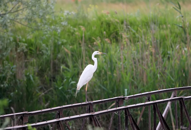 Oostelijke grote zilverreiger staat op een ijzeren hek in regenachtige dag