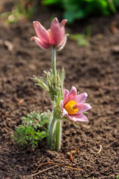 Oostelijke pasqueflower Pulsatilla patens ook bekend als prairie crocus cutleaf anemone rock lily