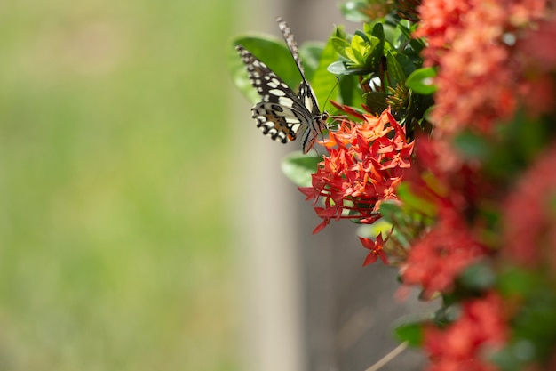 Oostelijke Tiger Swallowtail Butterfly gevonden in Noordoost-Azië.