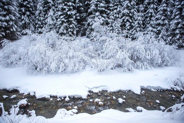 Oostenrijk, Salzburgerland, Altenmarkt-Zauchensee, besneeuwde struiken aan een beek