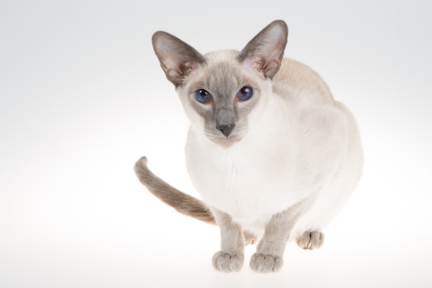 Oosterse blauwpuntsiamese kat. Close-upportret op een wit