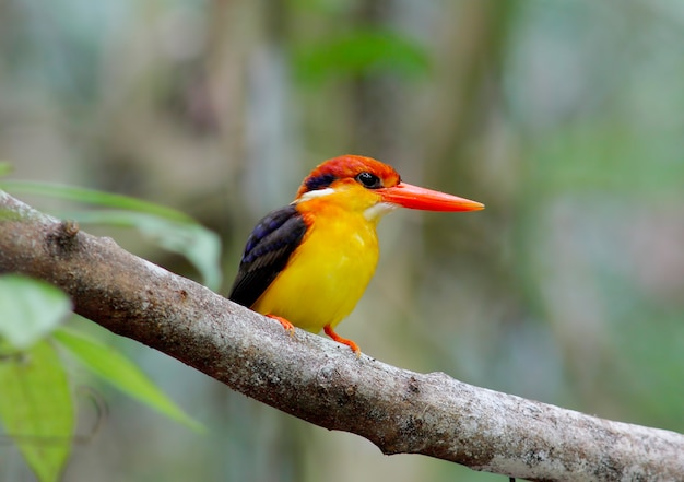 Oosterse Dwergijsvogel Ceyx Lacepede Mooie vogels van Thailand