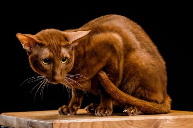 Oosterse kat, kortharig huisdier op een donkere achtergrond.