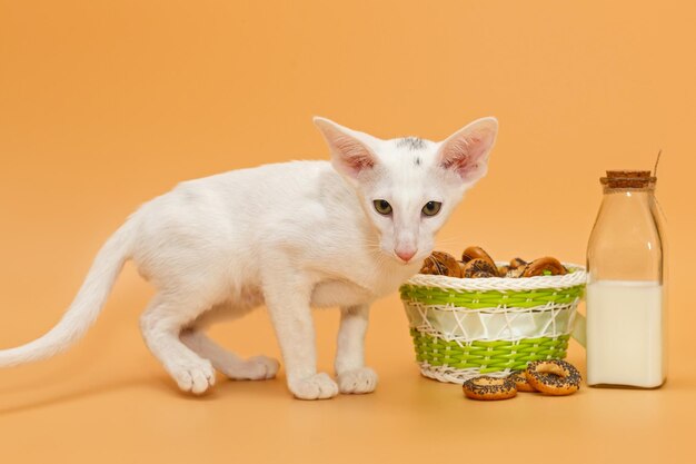 Oosterse kitten een fles melk en bagels