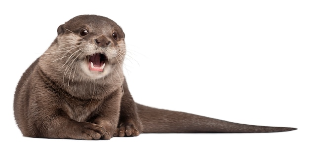 Oosterse kleine-klauwde otter, Amblonyx Cinereus die zich op geïsoleerd wit bevindt