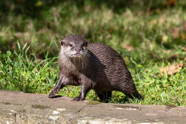 Oosterse kleinkleurige otter tegen een achtergrond van groen gras
