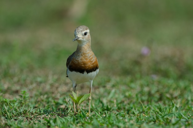 Oosterse plevier (Charadrius-veredus)