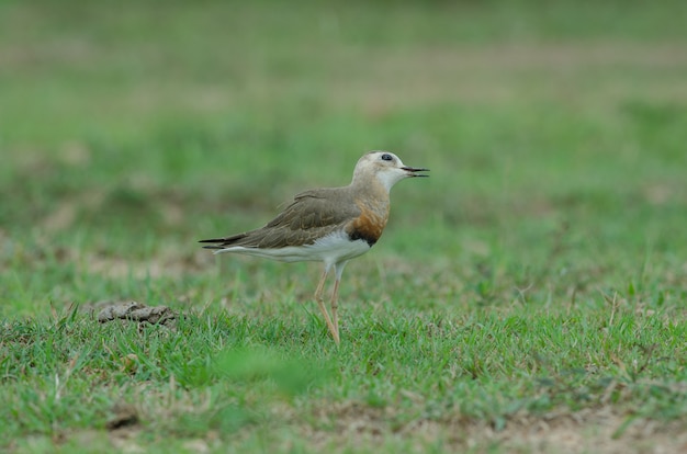 Oosterse plevier (charadrius-veredus)