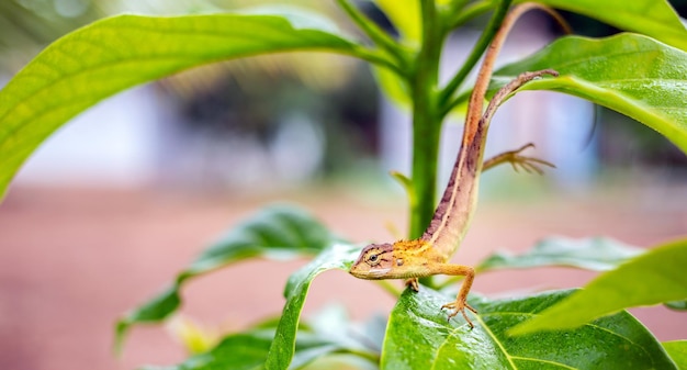 Oosterse tuinhagedis op avocadoboom oosterse tuinhagedis Calotes veranderlijke hagedis