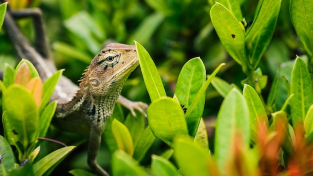 Oosterse tuinhagedis op groene bladeren in Thailand