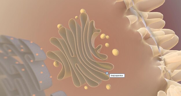 Op cellulair niveau dringt het hepatitis A-virus HAV de hepatocyten van de levercellen binnen en vermenigvuldigt zich