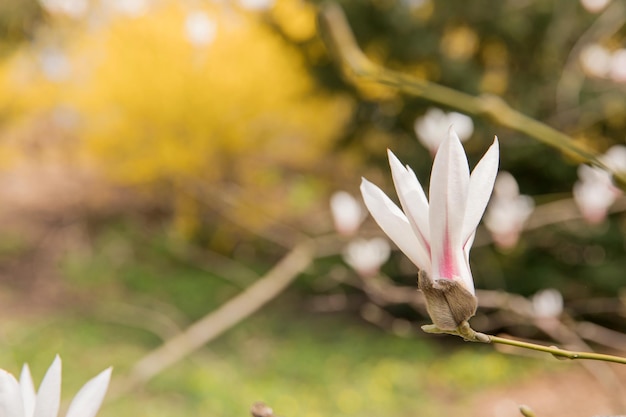 Op de achtergrond een gele boom