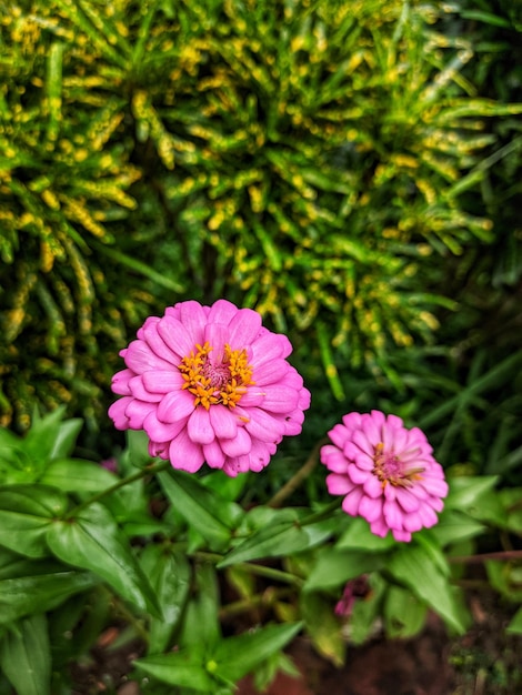 Op de achtergrond staat een roze bloem met een geel hart.