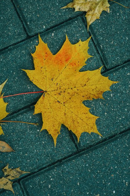 Op de baan liggen gele herfstbladeren.