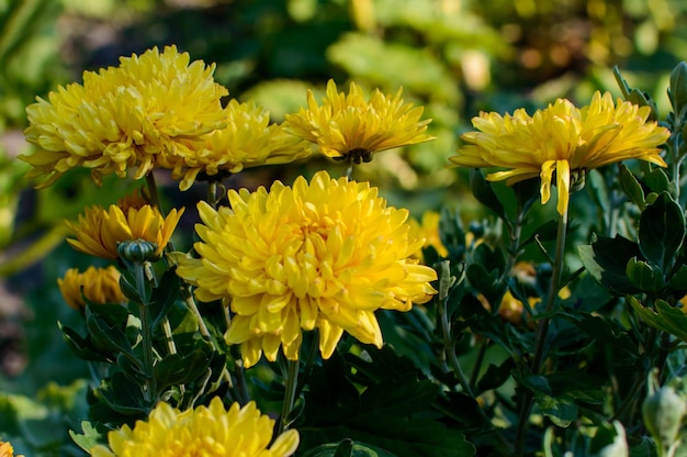 Op de boerderij groeien gele chrysanten. gele bloemen