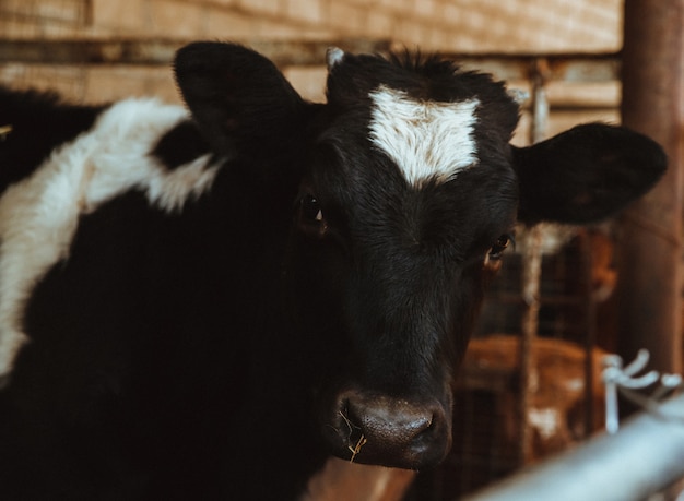 Op de boerderij staat een zwart-witte koe.