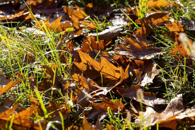 Op de grond gevallen droog esdoorngebladerte in het herfstseizoen
