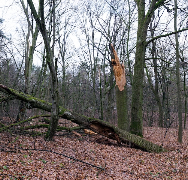 Op de grond gevallen gebladerte in het esdoornbos. Het herfstseizoen, bewolkt weer en slechte verlichting