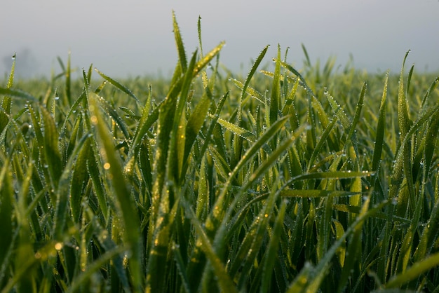 Op de grond groeien jonge tarweplanten. Verbazingwekkend mooie eindeloze velden van de groene tarweplant.