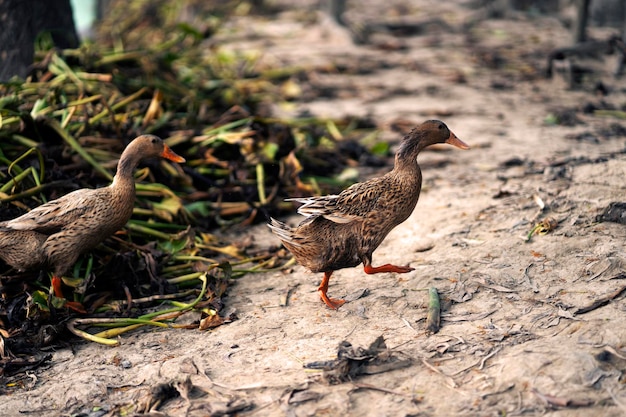 Op de grond lopen twee eenden.