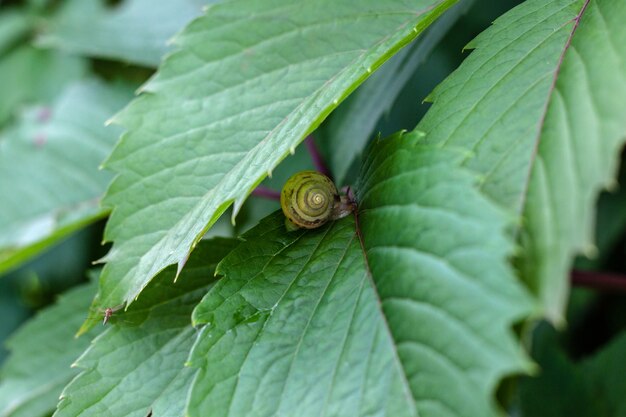 Op de grote, groene bladeren van wilde druiven zit een kleine slak met kleine horens.