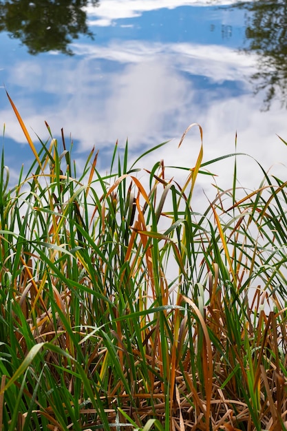 Op de met gras begroeide oever van de rivier staan wilgen en populieren De rivier wordt verlicht door de stralen van de ochtendzon De blauwe lucht met wolken