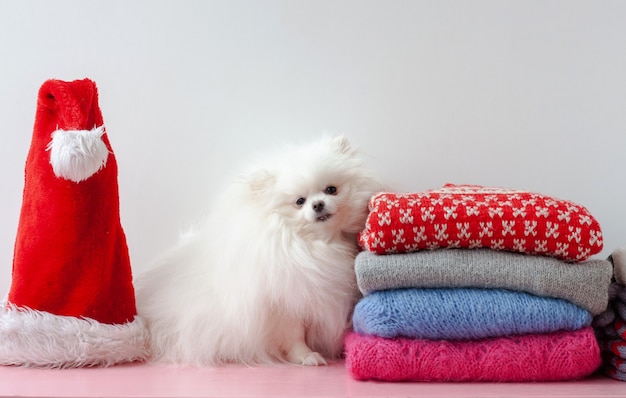 Op de plank naast een stapel kerst- en nieuwjaarstruien zit een witte Pommerse hond en een kerstmanhoed.