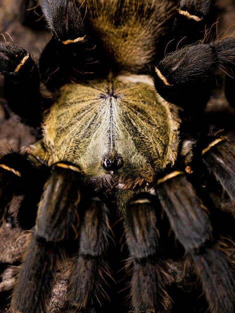 Foto op deze close-up afbeelding wordt een tarantula getoond.
