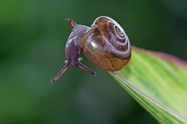 Op deze foto, genomen in de tuin van een huis in Frankrijk, is een slak op een blad te zien.