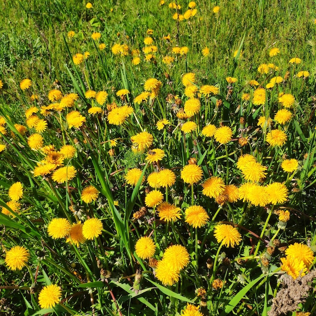 Op deze foto is een veld met paardebloemen te zien