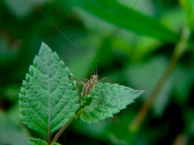 Op een blad zit een klein insect met de letter t erop