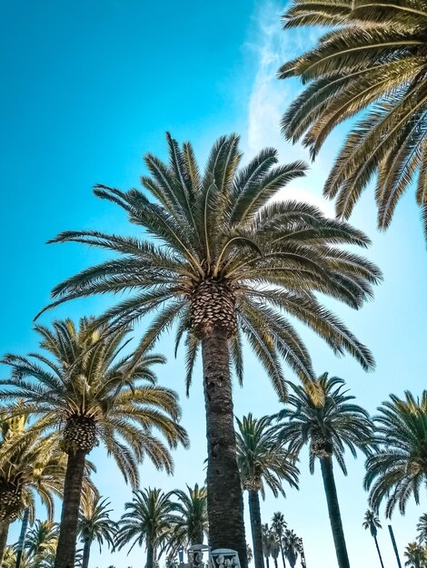 Op een foto palmbomen tegen een mooie helderblauwe lucht