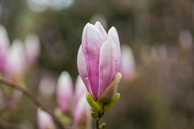 Op een lentedag in een tuin in Europa groeit een grote knop van roze magnolia aan een boom, rozenknop en grote groene bladeren op de achtergrond