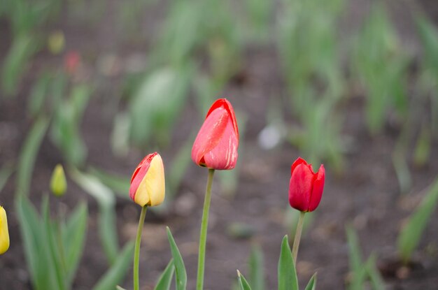 Op een lenteochtend groeien tulpen in een bloembed.