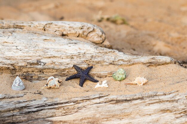 op een oude log in het zand, zeesterren en schelpen