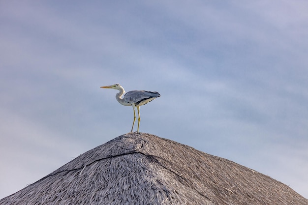 Op een rieten dak zit een vogel