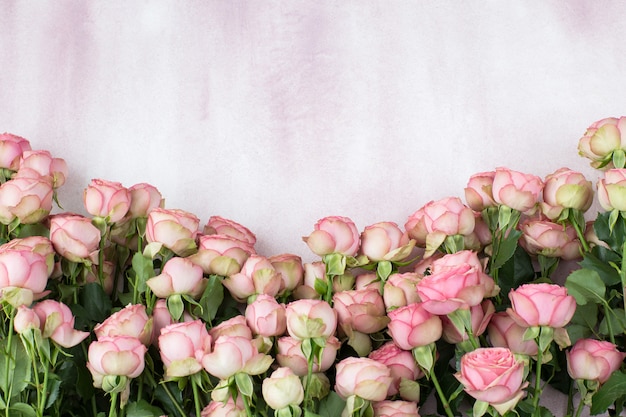 Op een roze achtergrond staan roze rozen op een rij