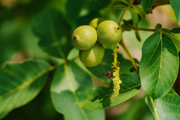 Op een tak van een boom met bladeren groeien groene walnoten