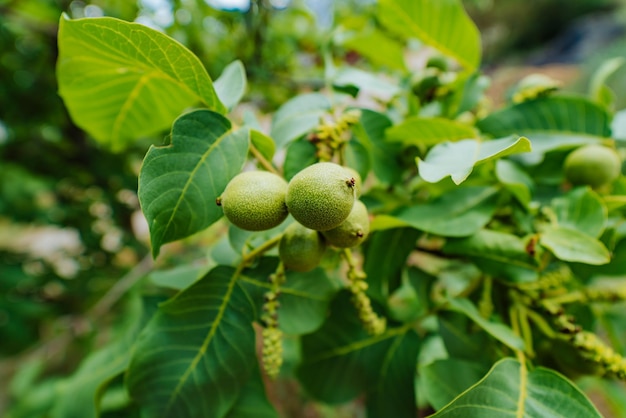 Op een tak van een boom met bladeren groeien groene walnoten