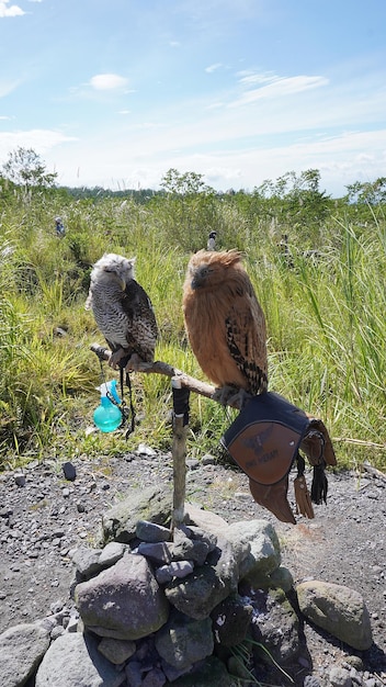 Op een tak zitten twee uilen, waarvan er één een vogel is met een blauwe muts.