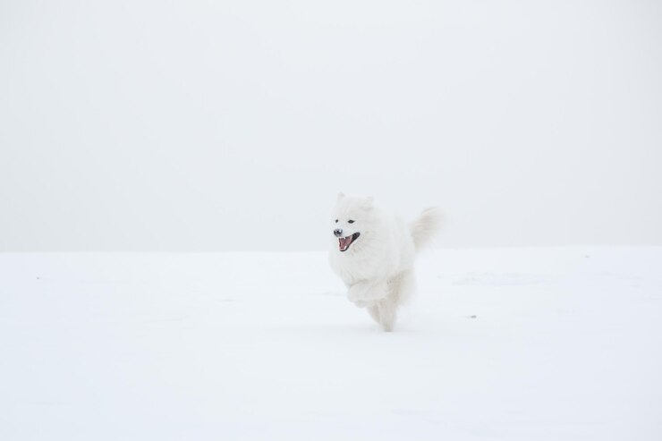 Op een witte foto rent een witte hond door de sneeuw.