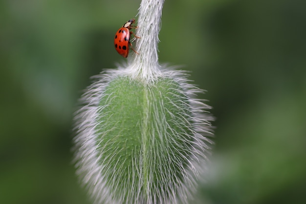 op een zonnige dag loopt een rood lieveheersbeestje op pluizige groene bladeren